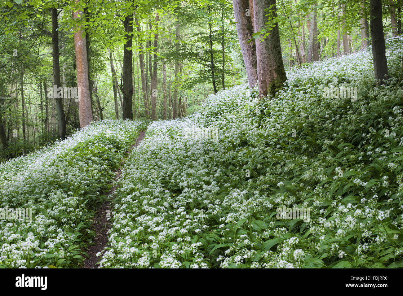 Pfad durch den Wald Garten in Newark Park, Gloucestershire. Stockfoto