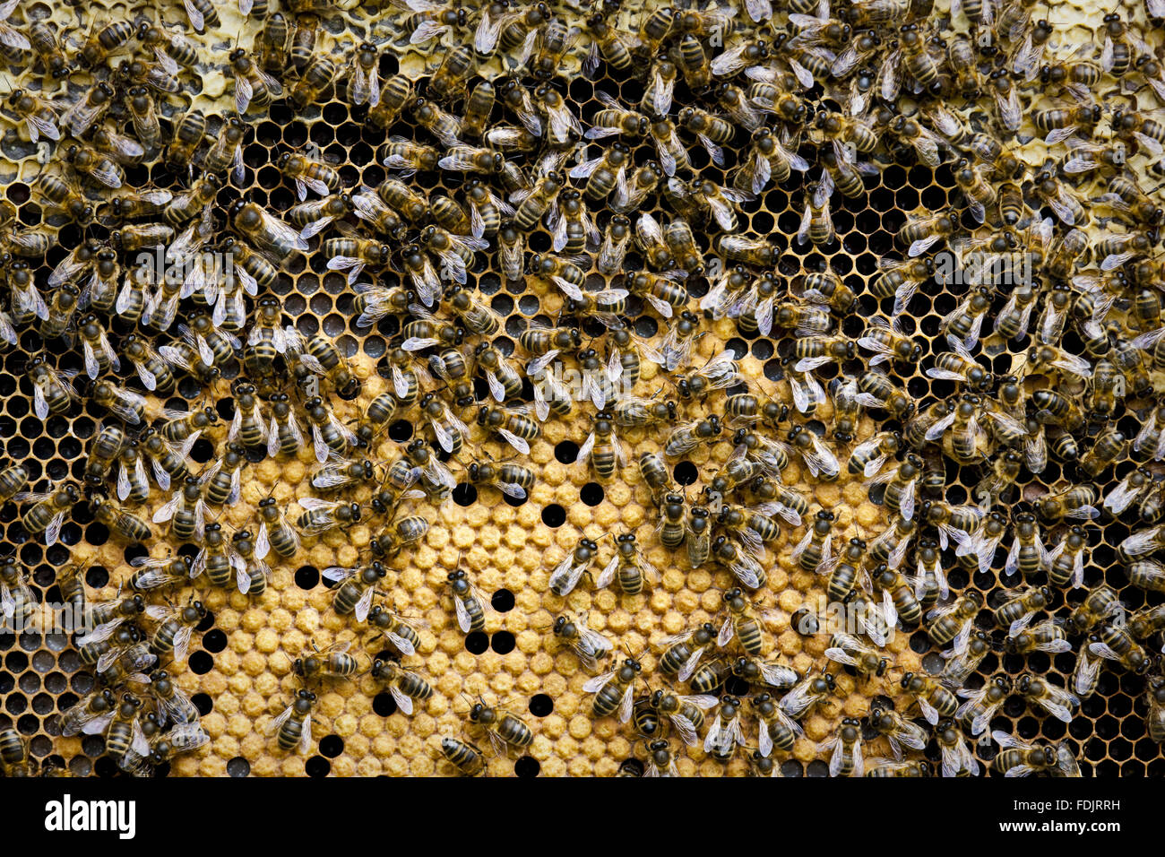 Bienen auf Honigwabe in das Bienenhaus im Trengwainton Garden, Cornwall hergestellt. Stockfoto