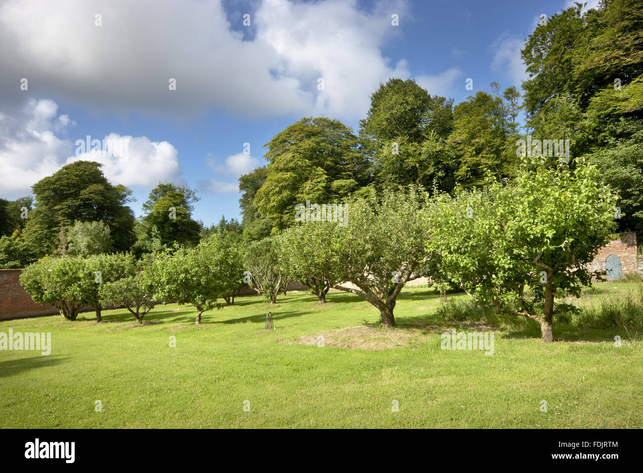 Die alten Obstgarten im Juni im Trengwainton Garden, Cornwall. Stockfoto