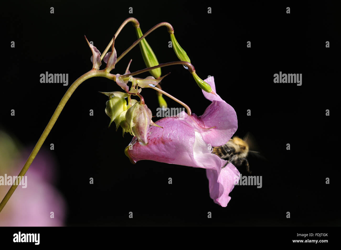 Drüsige Springkraut (Impatiens Balsamifera) Parke, Bovey Tracey, Devon, eine invasive Art, das ist schwer zu kontrollieren und verwalten als den Samen Kopf explodiert und Verbreitung der Samen über einen weiten Bereich. Stockfoto