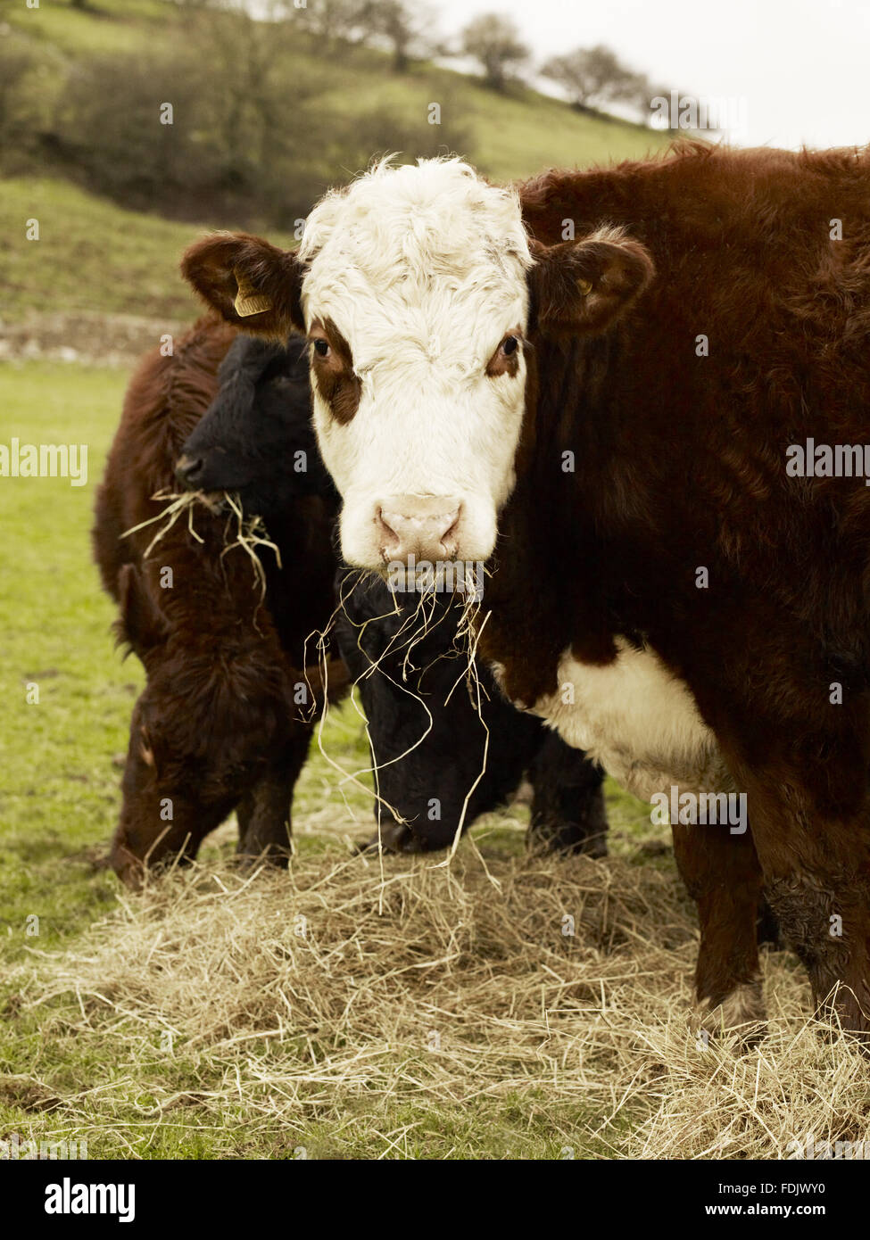 South Devon-Kreuz Vieh auf Ossams Hill Farm, Staffordshire. Das Rindfleisch hat einen Vertrauen feinen Bauernhof produzieren Award gewonnen. Stockfoto