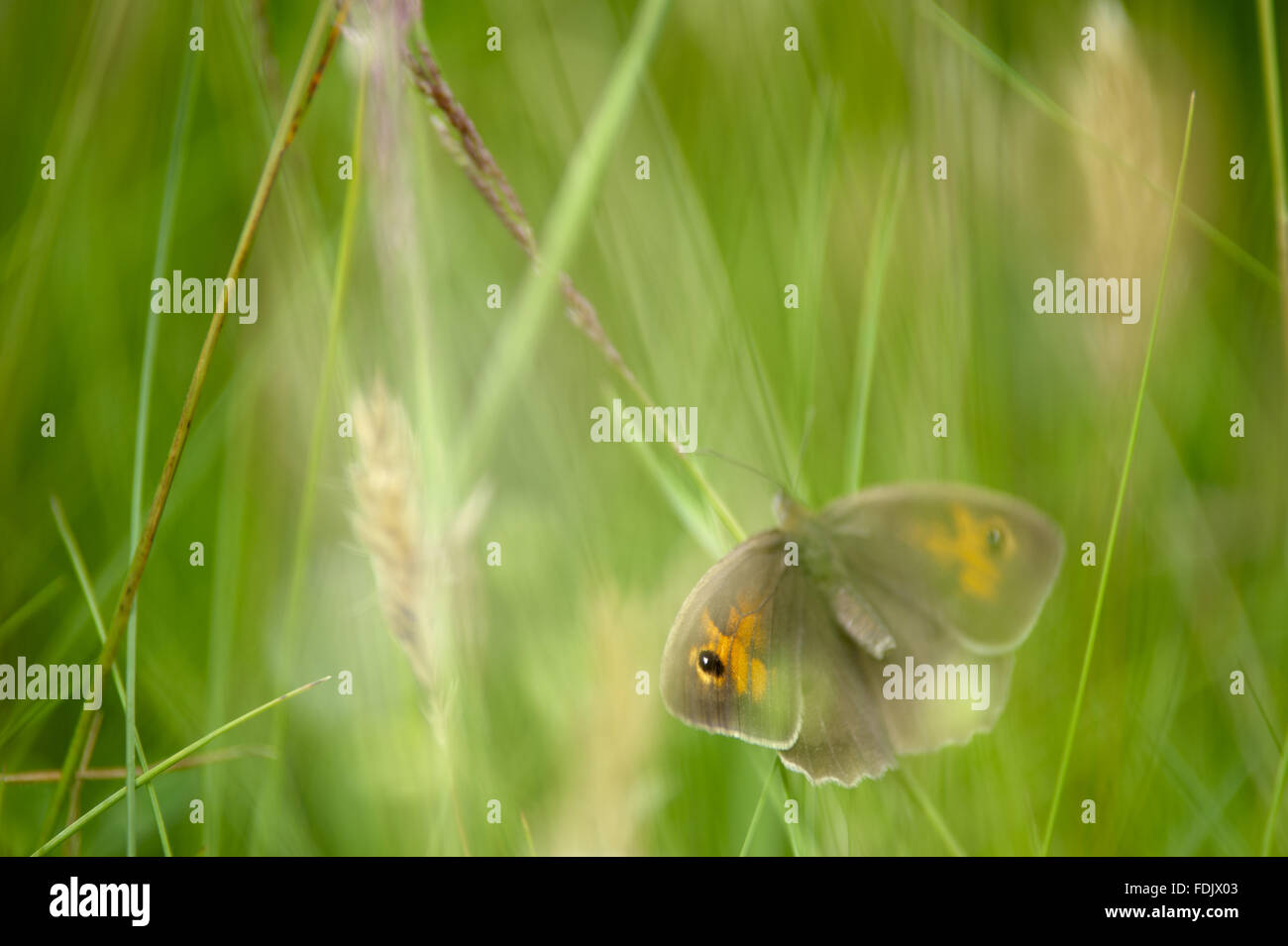 Eine Wiese braun Schmetterling auf Lundy. Lundy, 18 Kilometer vor der Küste von North Devon ist eine Site of Special Scientific Interest. Die Insel befindet sich im Besitz des National Trust, aber finanziert, verwaltet und gepflegt vom Landmark Trust. Stockfoto