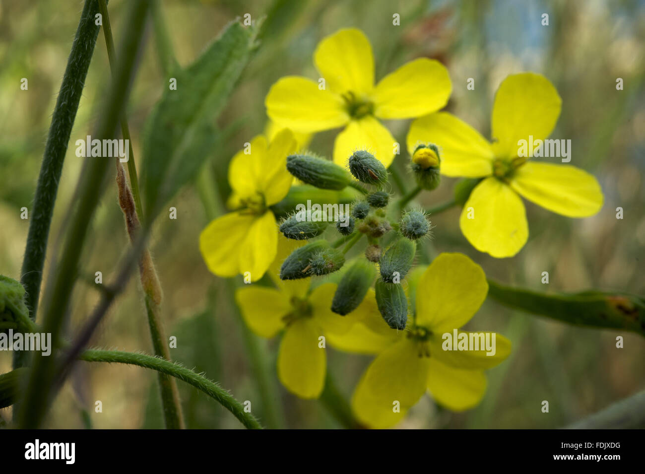 Lundy Kohl (Coincya Wrightii), im Juni, auf der Ostseite der Insel. Diese Art ist nirgendwo sonst auf der Welt finden. Lundy, 18 Kilometer vor der Küste von North Devon ist im Besitz des National Trust, sondern wird finanziert, verwaltet und gepflegt von der Stockfoto