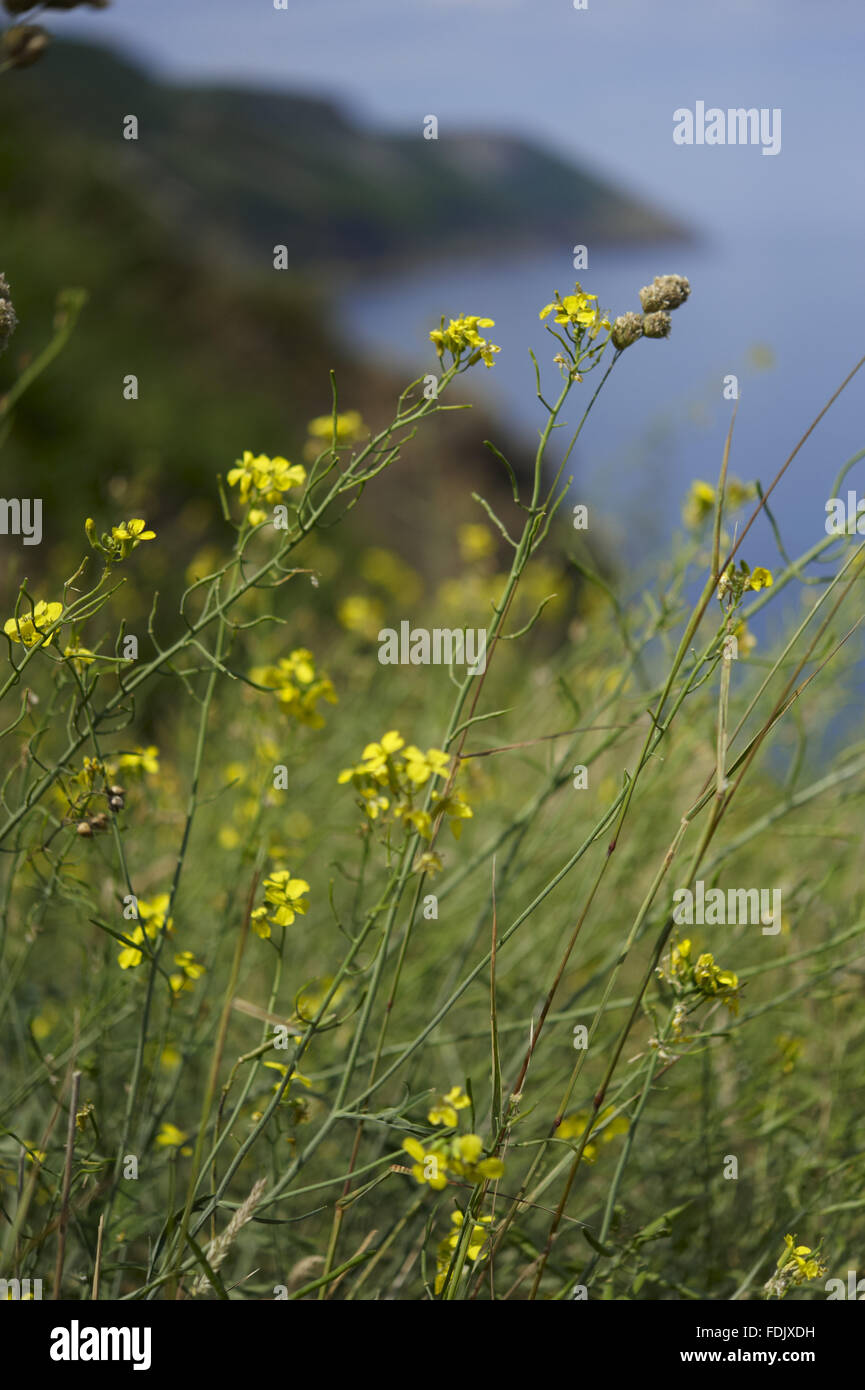 Lundy Kohl (Coincya Wrightii), im Juni, auf der Ostseite der Insel. Diese Art ist nirgendwo sonst auf der Welt finden. Lundy, 18 Kilometer vor der Küste von North Devon ist im Besitz des National Trust, sondern wird finanziert, verwaltet und gepflegt von der Stockfoto