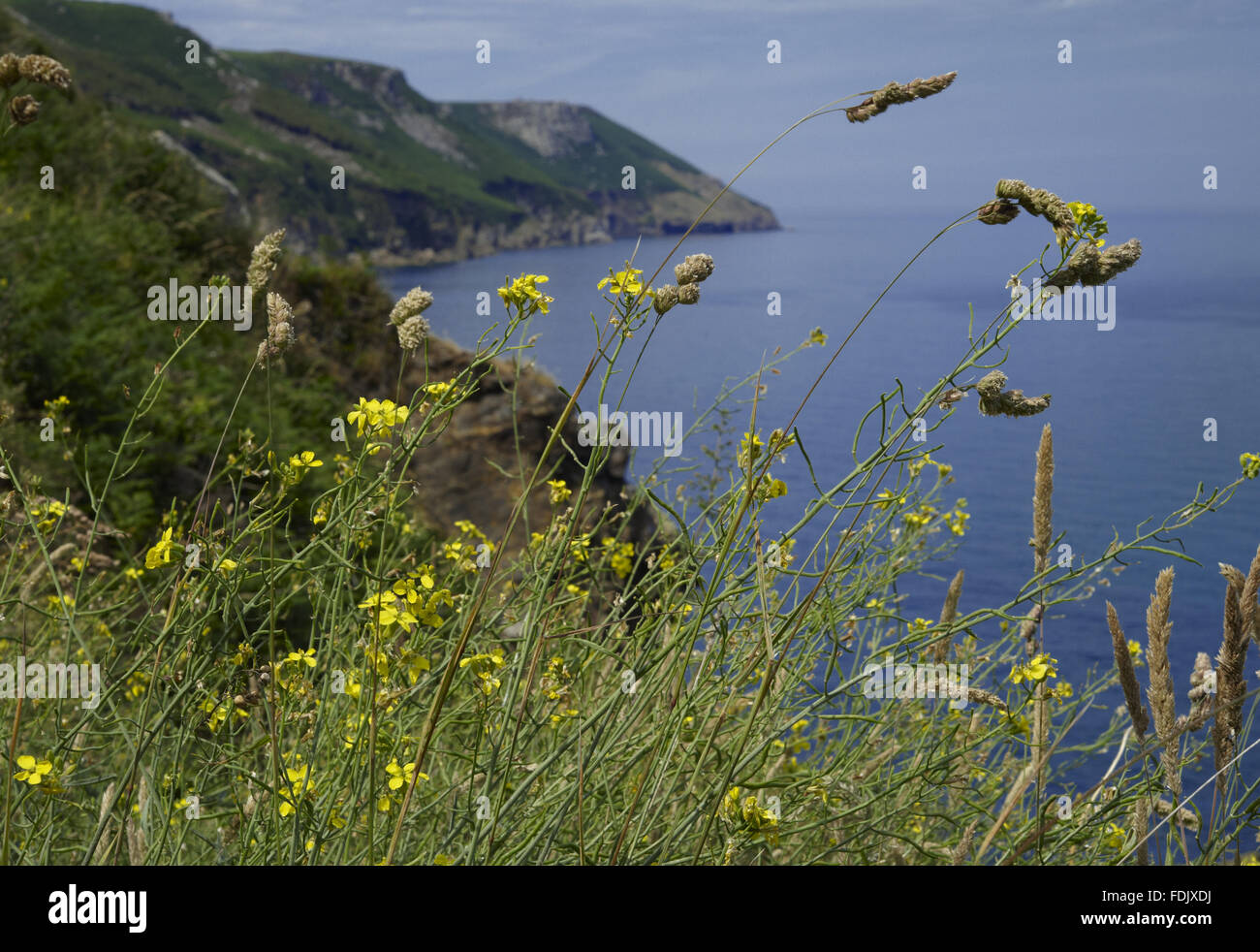 Lundy Kohl (Coincya Wrightii), im Juni, auf der Ostseite der Insel. Diese Art ist nirgendwo sonst auf der Welt finden. Lundy, 18 Kilometer vor der Küste von North Devon ist im Besitz des National Trust, sondern wird finanziert, verwaltet und gepflegt von der Stockfoto