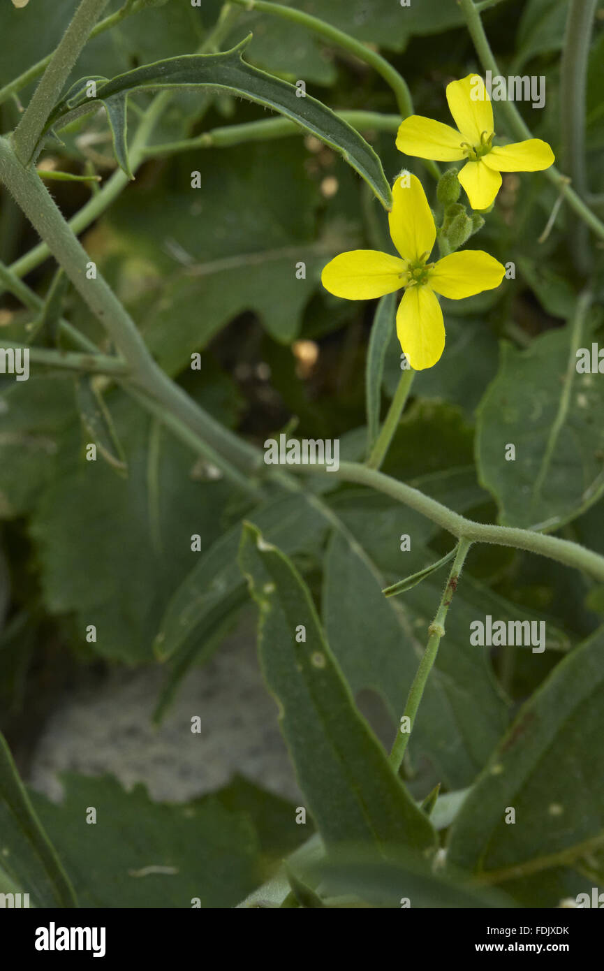Lundy Kohl (Coincya Wrightii), im Juni, auf der Ostseite der Insel. Diese Art ist nirgendwo sonst auf der Welt finden. Lundy, 18 Kilometer vor der Küste von North Devon ist im Besitz des National Trust, sondern wird finanziert, verwaltet und gepflegt von der Stockfoto