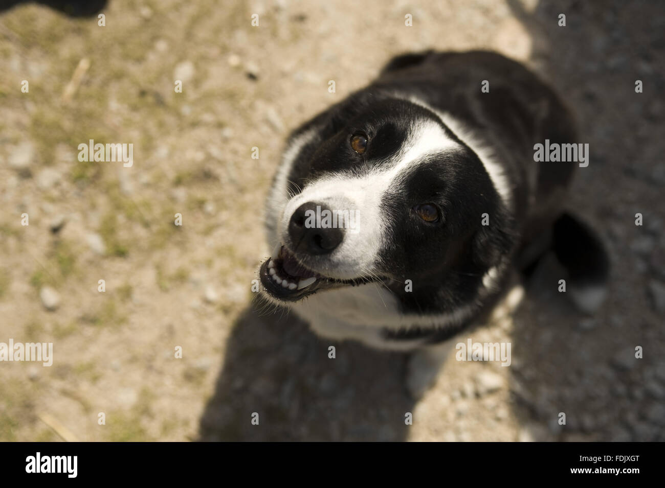 Border-Collie-Schäferhund auf Bosigran Farm, Cornwall. Stockfoto