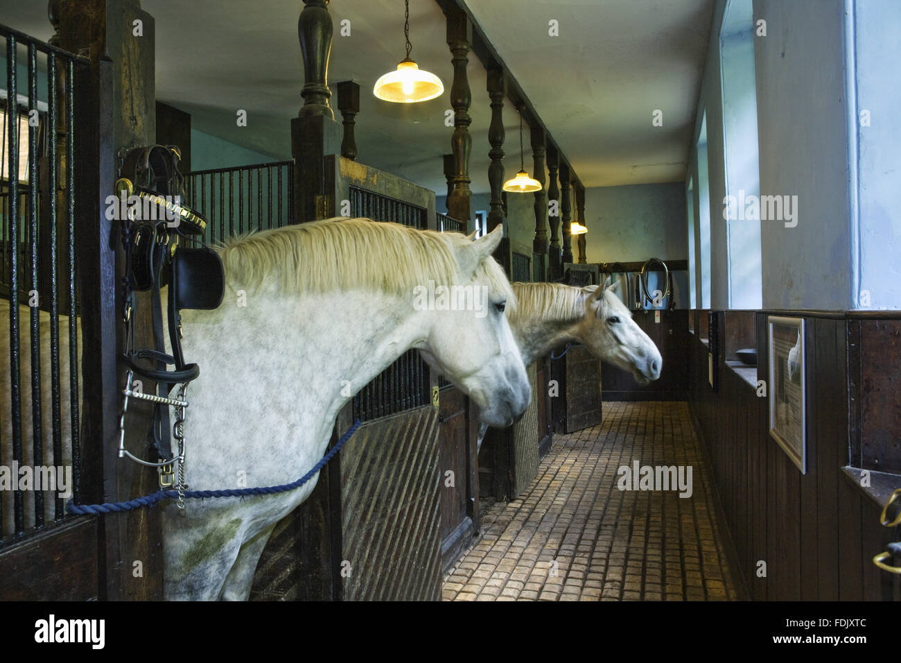 Pferde in Boxen im Stall, gebaut im Jahre 1864, in Arlington Court, Devon. Sie werden gehalten, um den Wagen in der NT-Wagenburg zu ziehen. Stockfoto