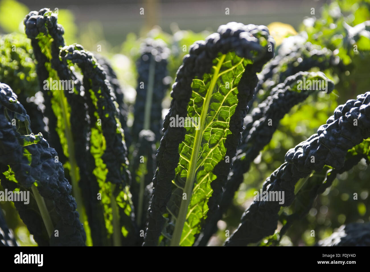 Schwarzer Kohl, Cavalo Nero, im Garten im September auf Florenz Gericht, Co. Fermanagh, Nordirland. Stockfoto