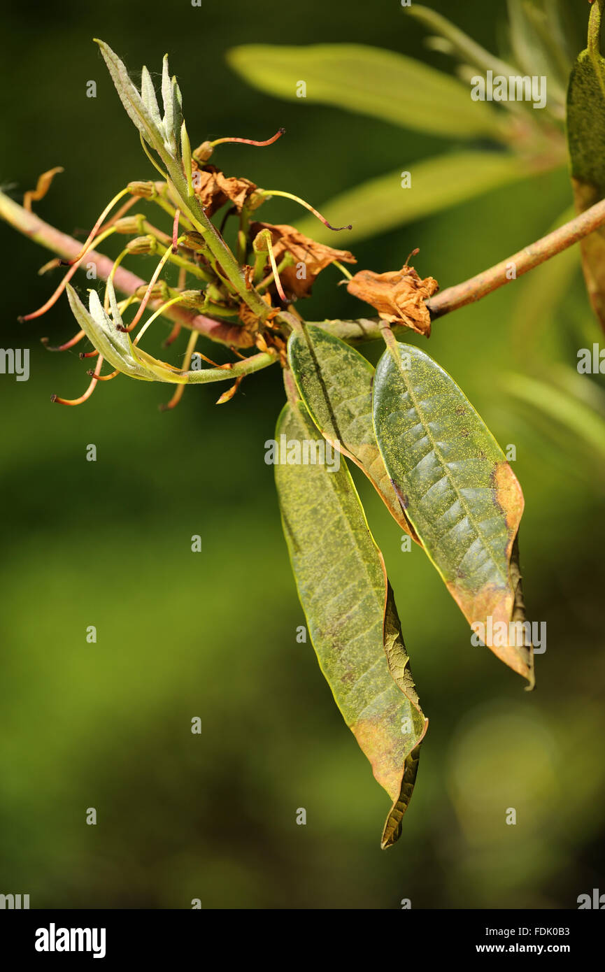 Anzeichen von der Pilzkrankheit Phytophthora Ramorum - auch bekannt als plötzlicher Eiche Tod ¿auf Rhododendron Trengwainton Garden, Cornwall. Der Pilz wurde geglaubt, um aus Amerika und aufgrund unserer nun wärmere Klima herübergebracht, es blüht in Stockfoto