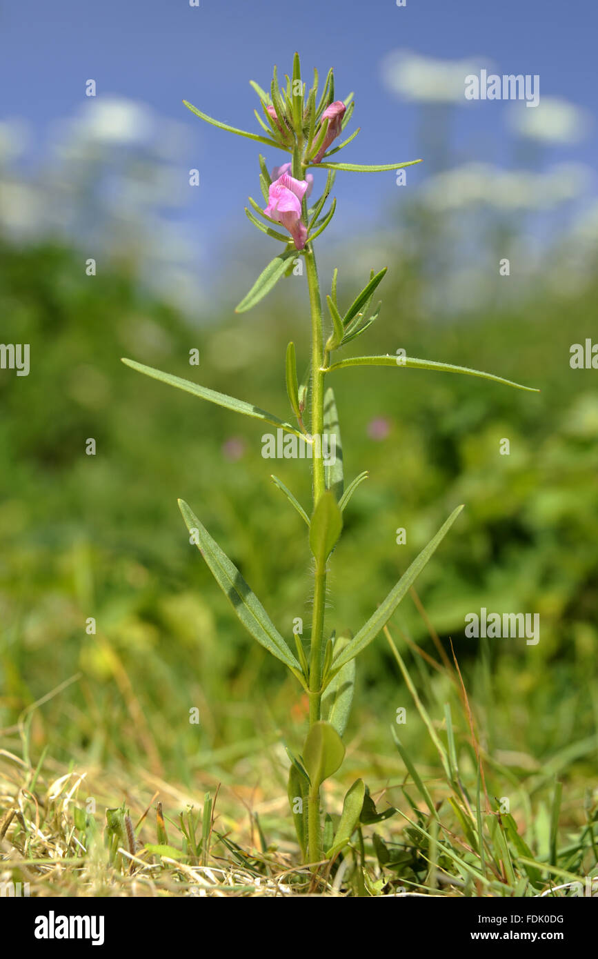 Geringerem Löwenmaul ist eine landwirtschaftliche Anlage/Unkraut, gebürtig aus gestörten Boden und Ackerland. Die kleine rosa Blume ähnelt einem Miniatur-Löwenmaul und gefolgt von eine behaarte grüne Frucht, die ein Wiesel Schnauze ähneln soll. Auch bekannt als "Wiesel Schnauze' o Stockfoto