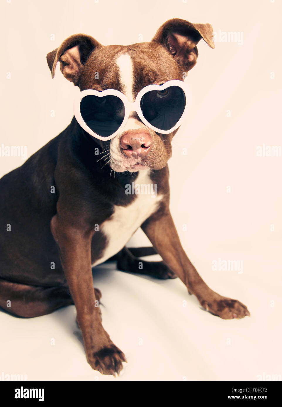 Welpe Pit-Bullterrier Hund tragen Herz geformt Sonnenbrillen Stockfoto