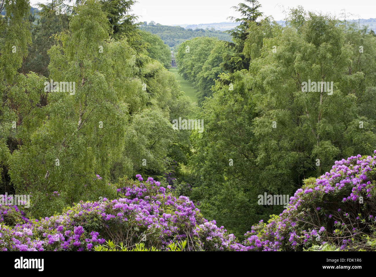 Rhododendren im Juni in den Wäldern auf dem Anwesen am Gibside, Newcastle Upon Tyne. Stockfoto