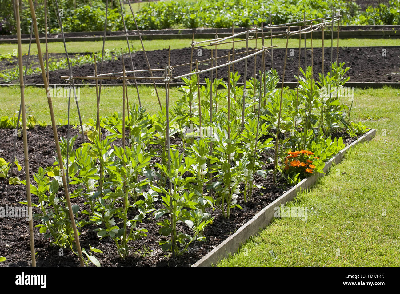 Dicke Bohnen im Juni in den Walled Garden umfasst 4 Hektar auf Gibside, Newcastle Upon Tyne. Gemüse wachsen organisch in den Walled Garden. Stockfoto
