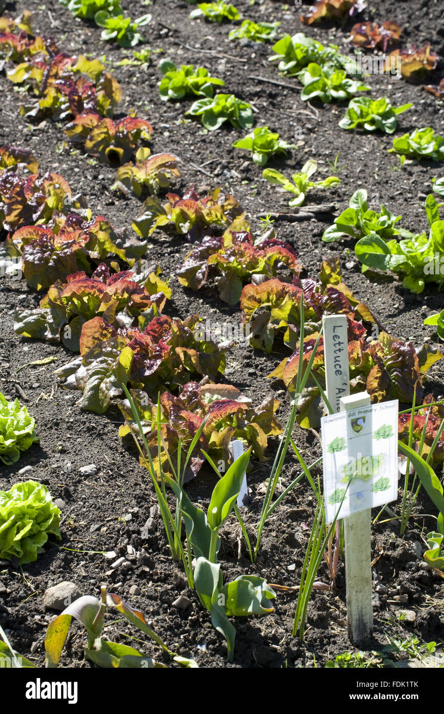 Salate und Salatblätter von Schulkinder in den Walled Garden in Gibside, Newcastle Upon Tyne angebaut. Walled Garden umfasst 4 Hektar und Lebensmittel aus biologischem Anbau. Stockfoto