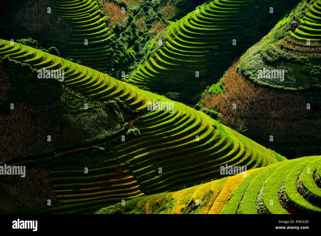 Terrassierte Reisfelder, Yen Bai, Vietnam Stockfoto