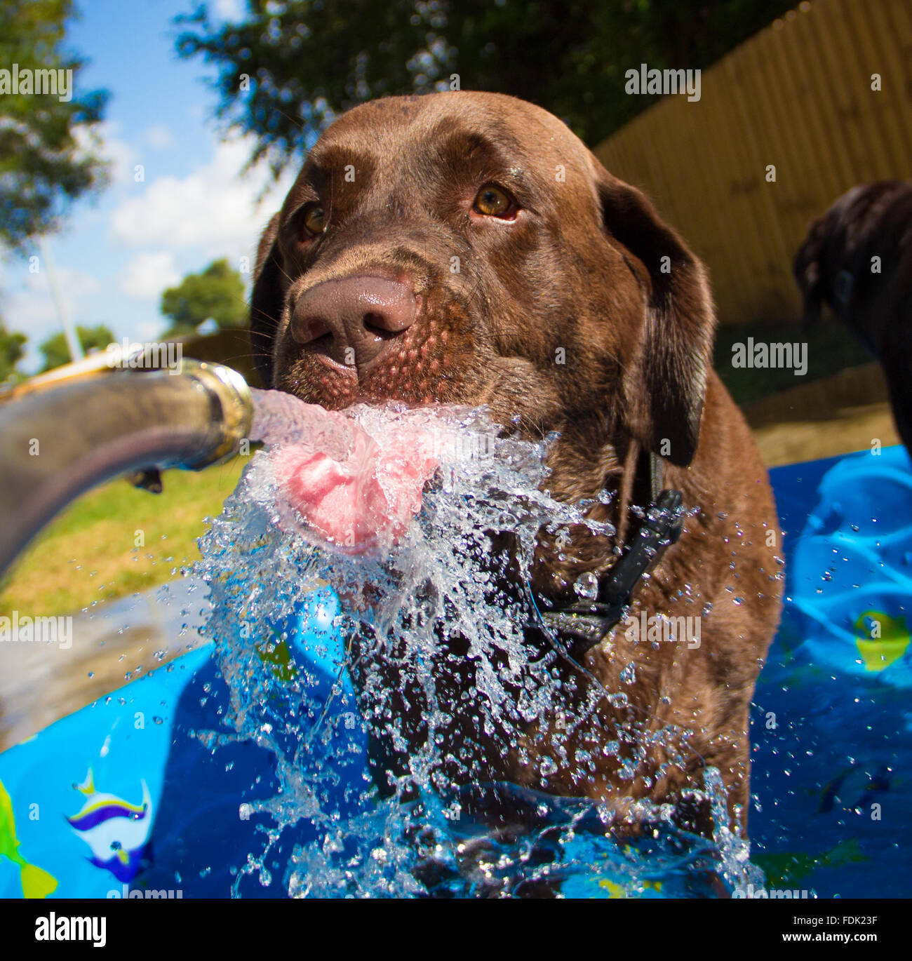 Labrador Retriever Hund Trinkwasser aus dem Wasserschlauch Stockfoto