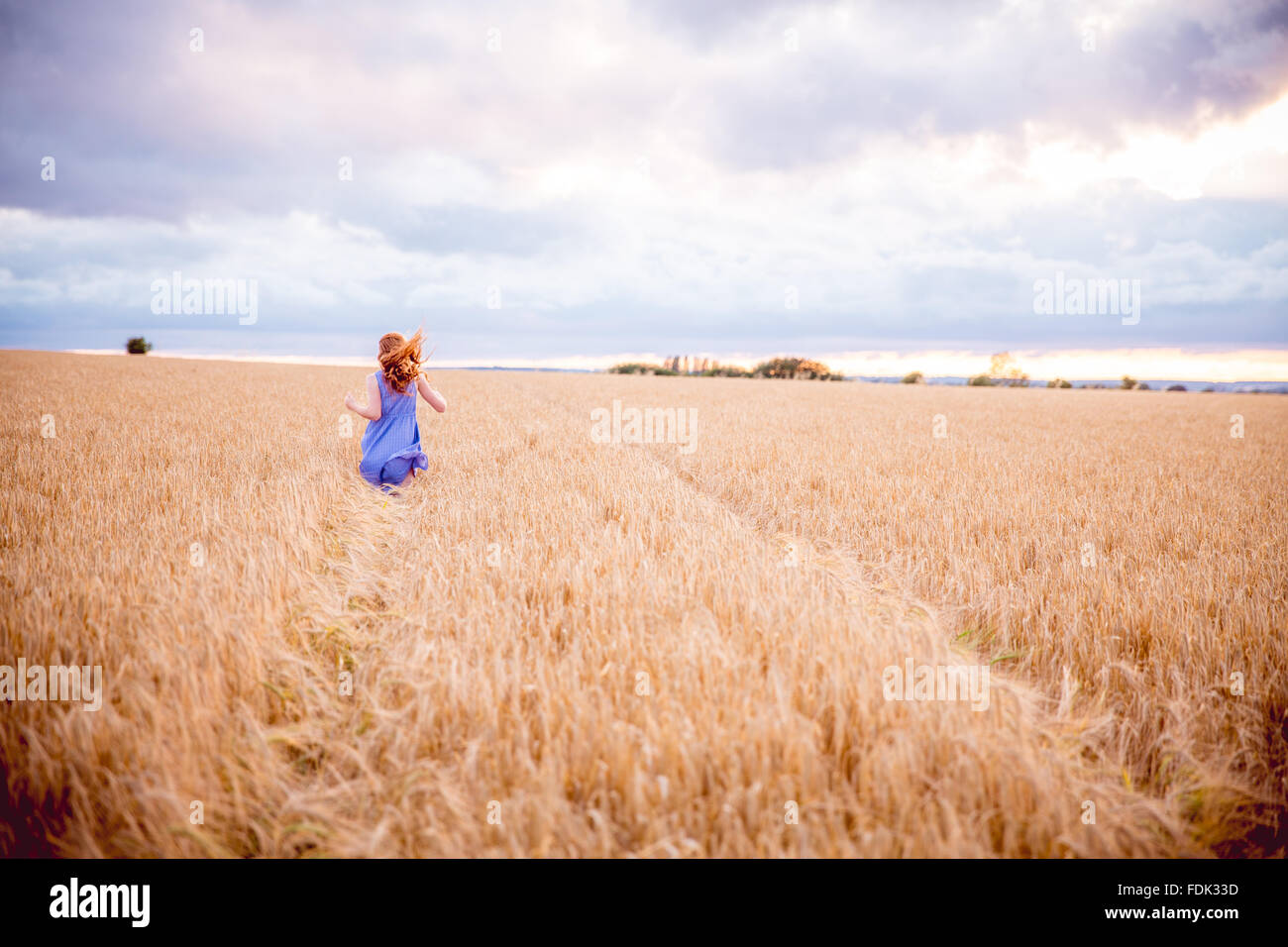 Rückansicht eines Mädchens, das durch das Gerstenfeld läuft, Bedfordshire, England, Großbritannien Stockfoto