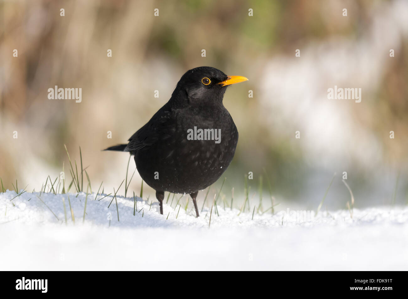 Männliche Amsel (Turdus Merula), im Dezember in der Nähe von Bradworthy, Devon. Stockfoto