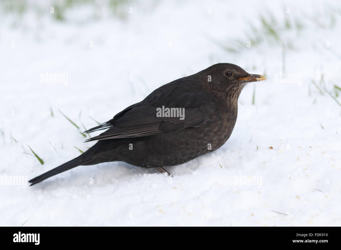 Weibliche Amsel (Turdus Merula), im Dezember in der Nähe von Bradworthy, Devon. Stockfoto