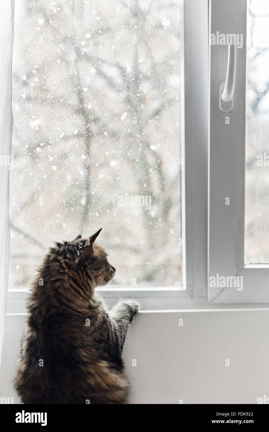 Katze Blick durch Fenster auf den Schnee Stockfoto