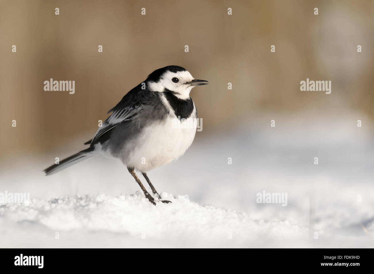 Trauerschnäpper Bachstelze (Motacilla Alba Ssp Yarellii), im Dezember in der Nähe von Bradworthy, Devon. Stockfoto