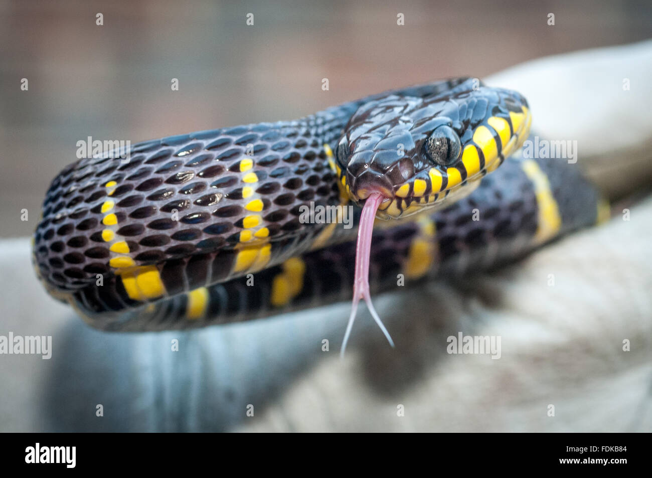 Eine Mangrove Schlange bei der RSPCA Reptil Rettungszentrum in Brighton. Stockfoto