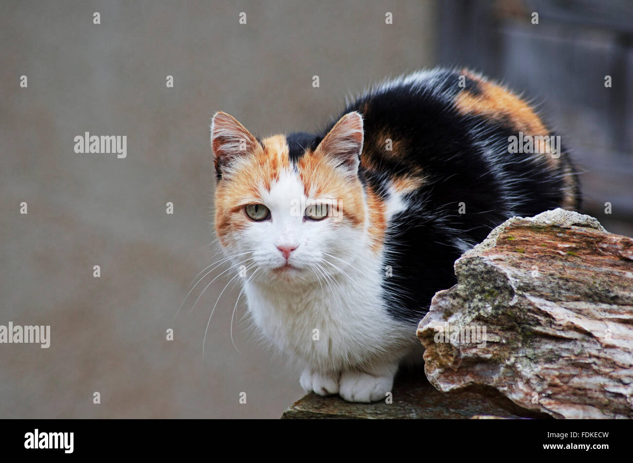 Glückskatze auf einer Mauer sitzend und Blick in die Kamera Stockfoto