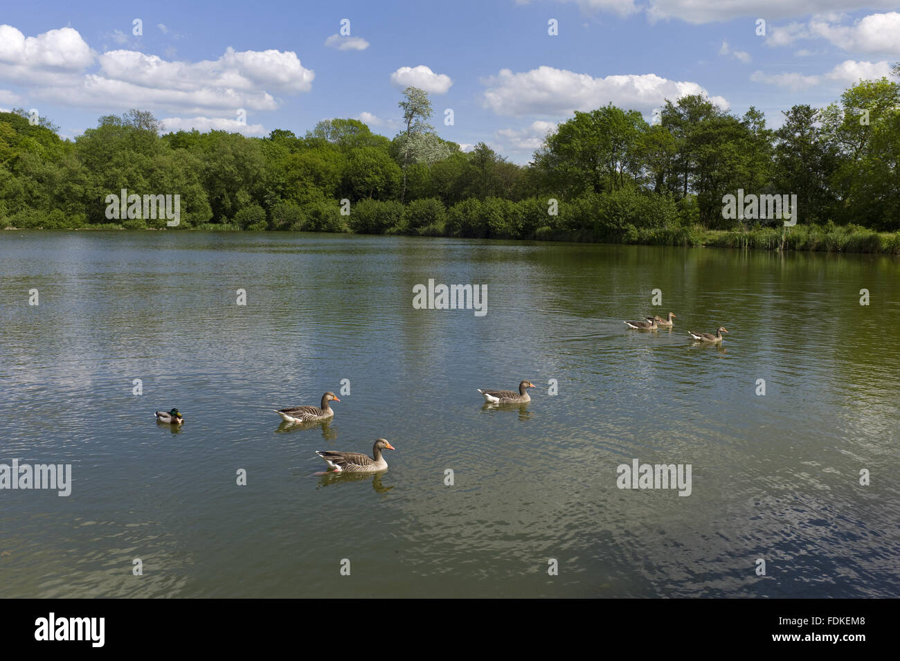 Graue Bein Gänse auf dem See an Hatfield Forest, Essex. Stockfoto