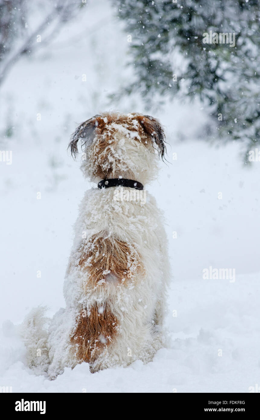 Rückansicht des ein Terrier Mischling sitzen im Schnee Stockfoto