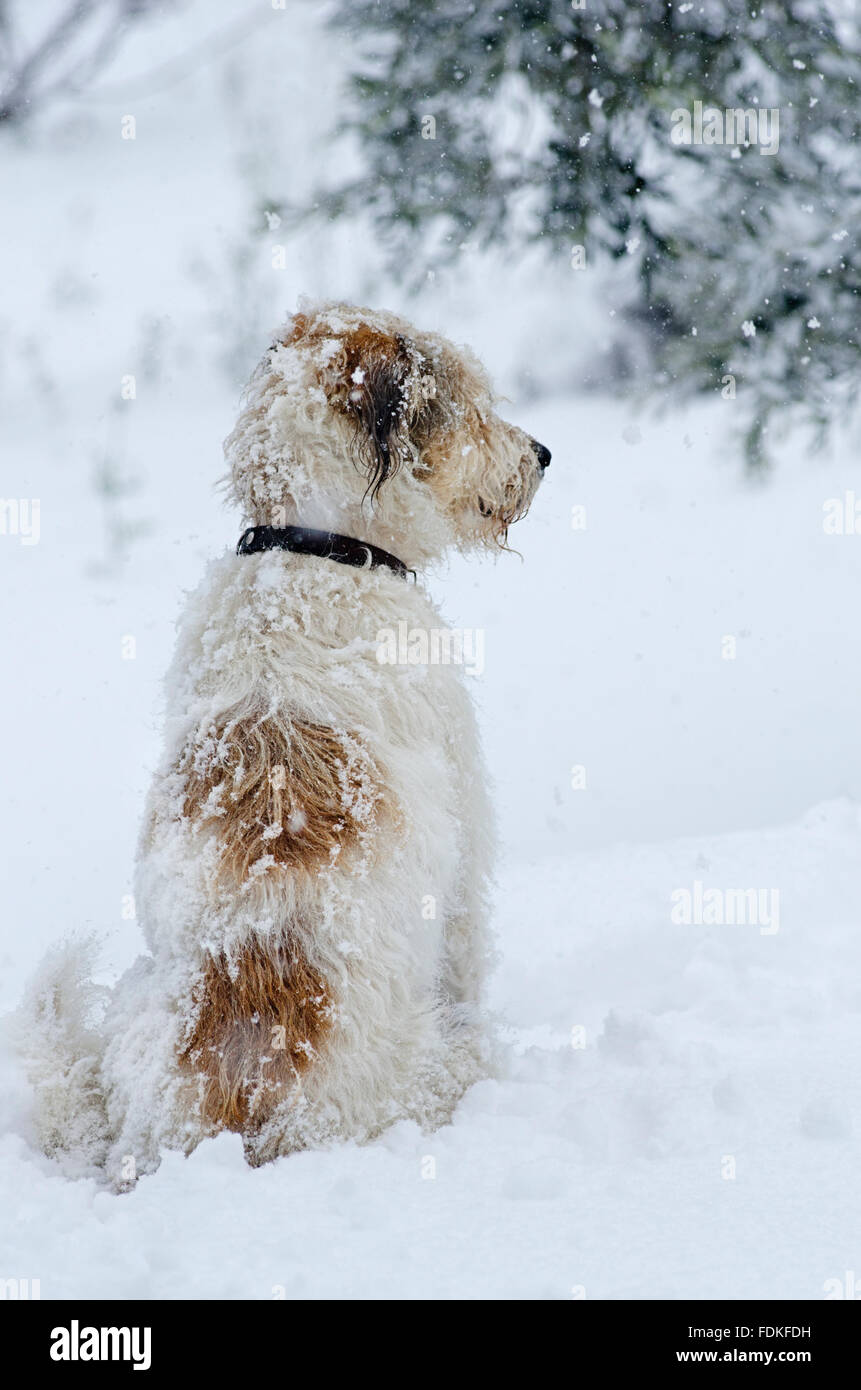 Rückansicht des ein Terrier Mischling sitzen im Schnee Stockfoto