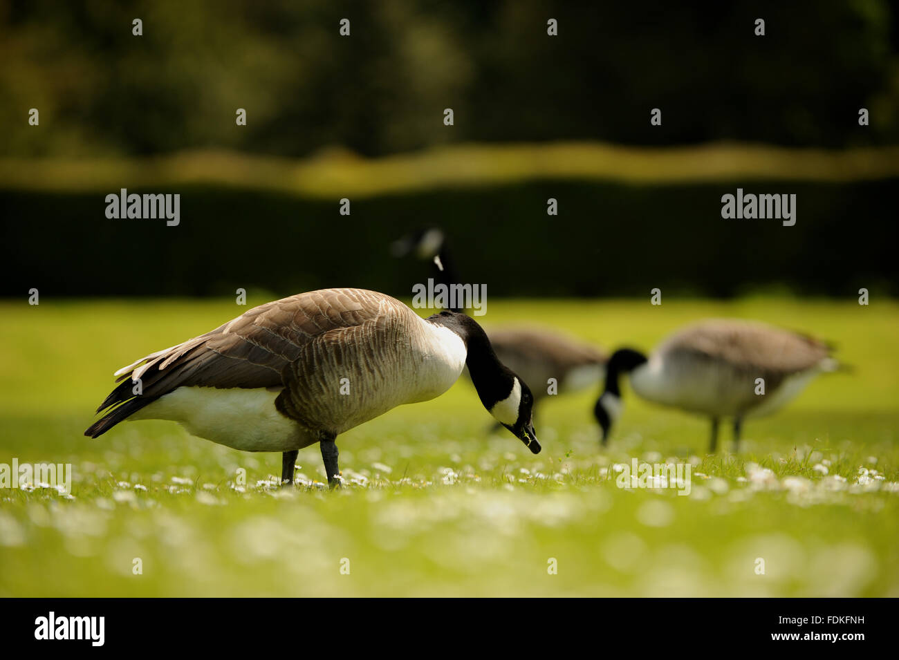 Gänse im Fountains Abbey, North Yorkshire. Stockfoto