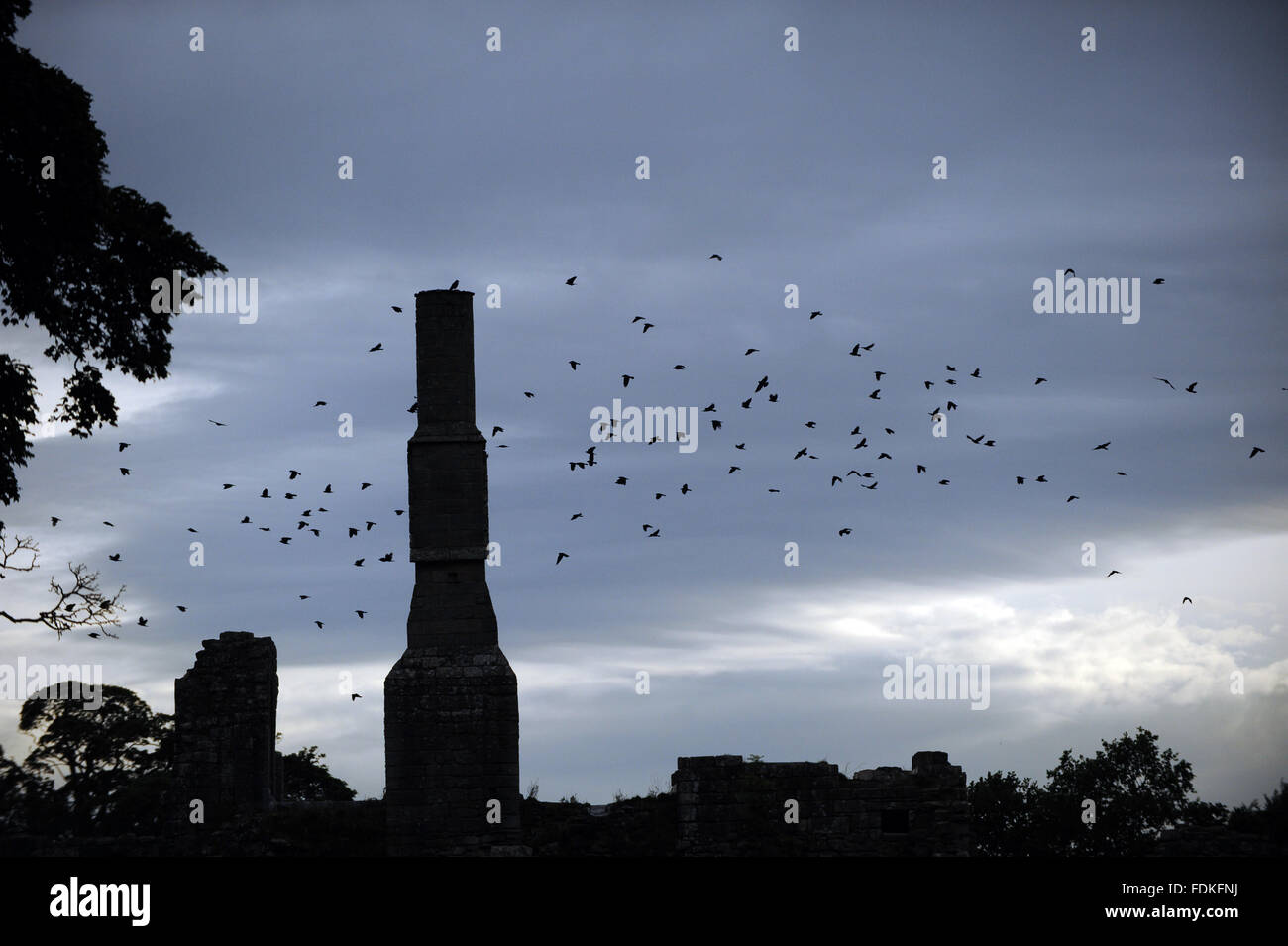 Vögel in Scharen am Abend bei Fountains Abbey, North Yorkshire. Stockfoto