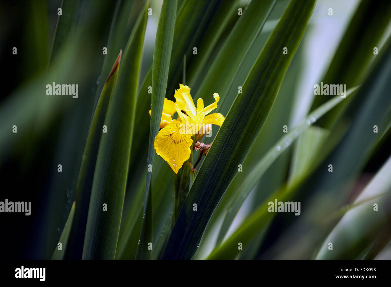 Gelbe Flagge Iris im Juni bei Wallington, Northumberland. Stockfoto