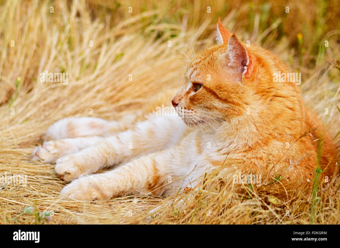 Ingwer-Katze liegend auf Wiese Stockfoto