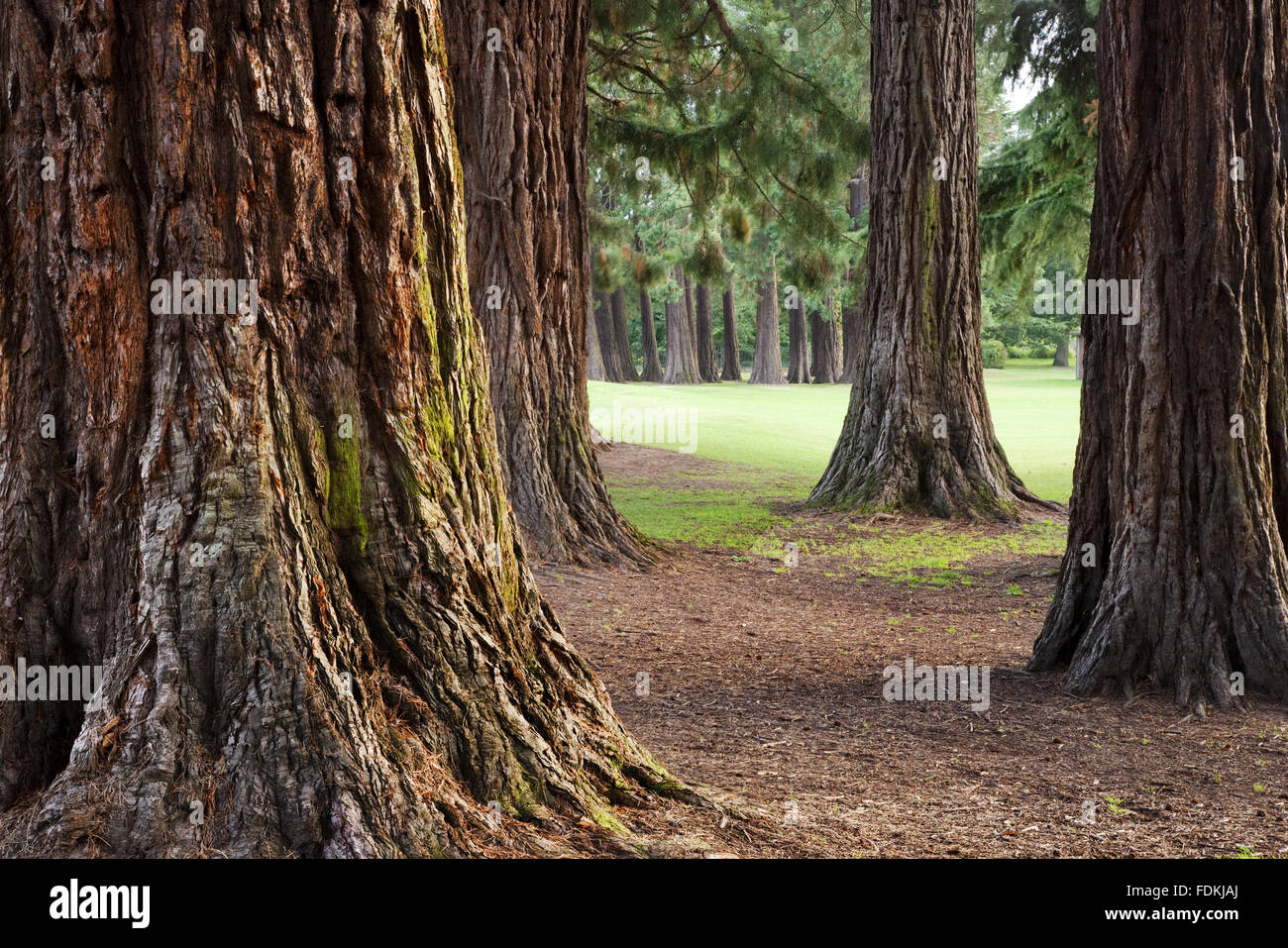 Riesigen Redwood-Bäume in den Country Park in Tredegar House, Newport, South Wales. Stockfoto