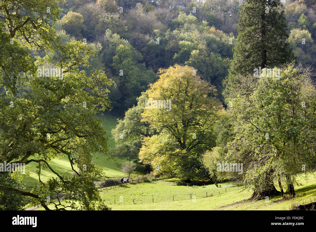 Alten Parklandschaft Bäume im Park Woodchester, Gloucestershire. Stockfoto