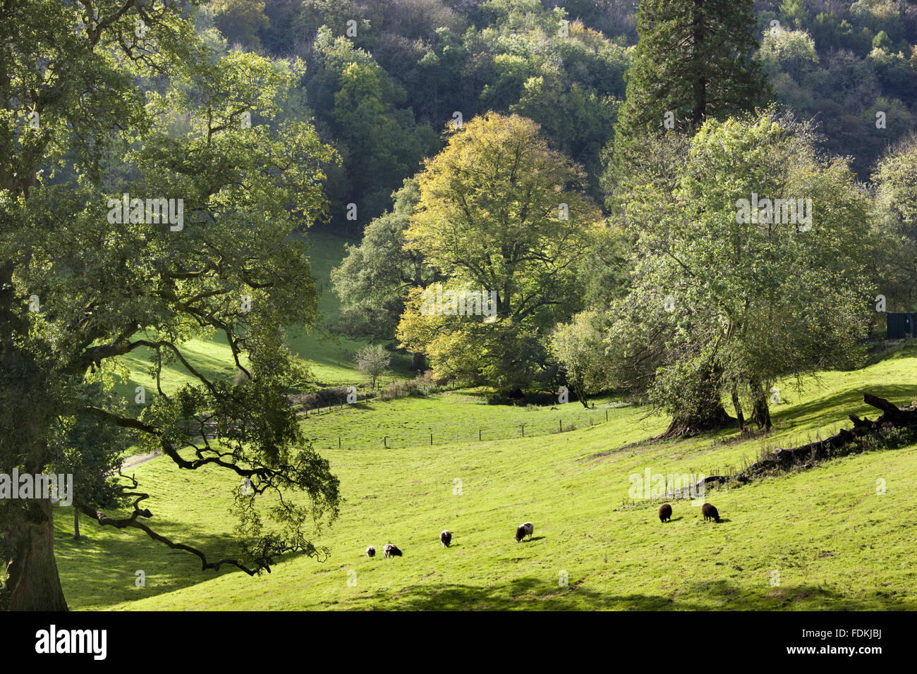Alten Parklandschaft Bäume im Park Woodchester, Gloucestershire. Stockfoto