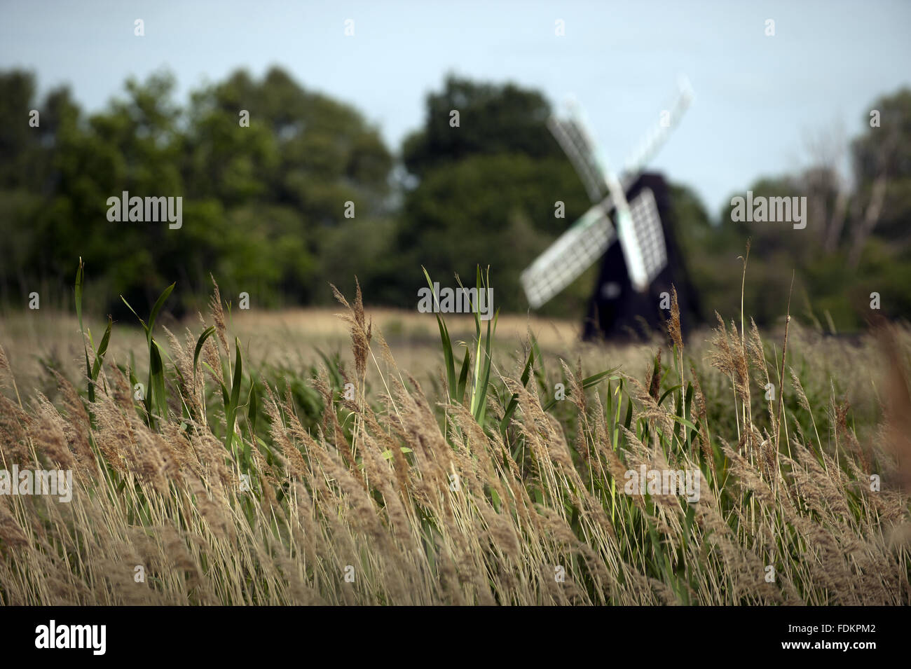 Wind-Pumpe bei Wicken Fen National Nature Reserve, Cambridgeshire. Stockfoto