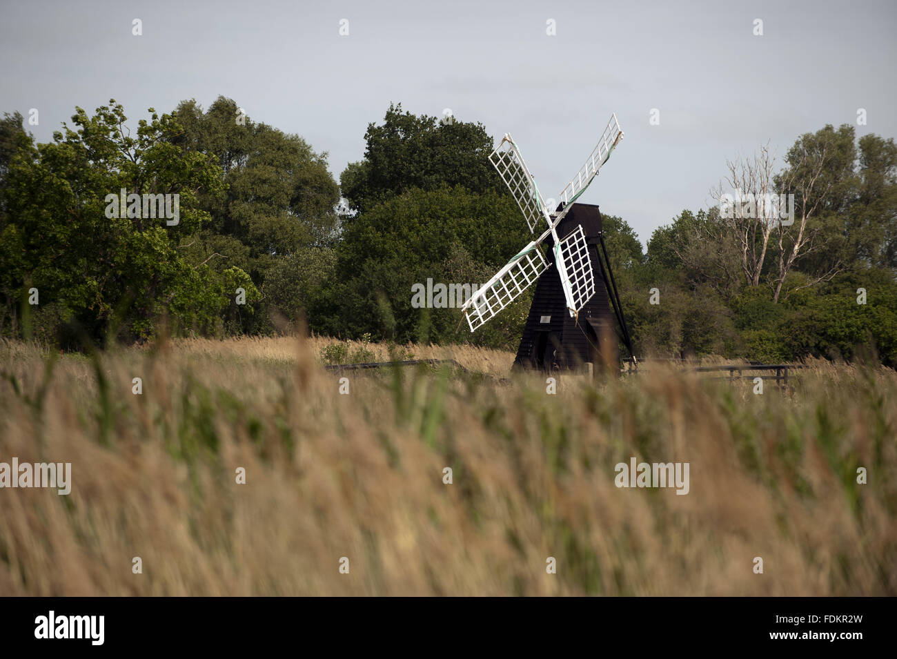 Wind-Pumpe bei Wicken Fen National Nature Reserve, Cambridgeshire. Stockfoto