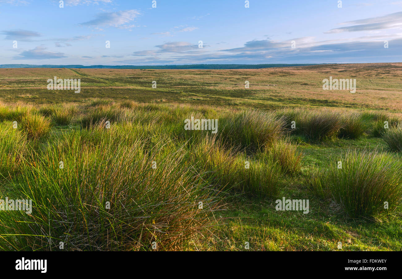 North Yorkshire Moors Nationalpark in der Morgendämmerung im Sommer mit Wollgras und Heide in der Nähe von Levisham, Yorkshire, Großbritannien. Stockfoto