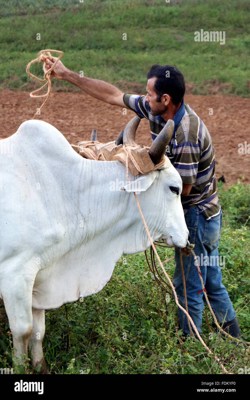 Ein Bauer und seine Ochsen, Vinales, Kuba Stockfoto