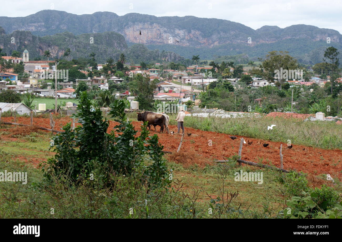 Bauer, der pflügt ein Feld mit Ochsen, Vinales, Kuba Stockfoto