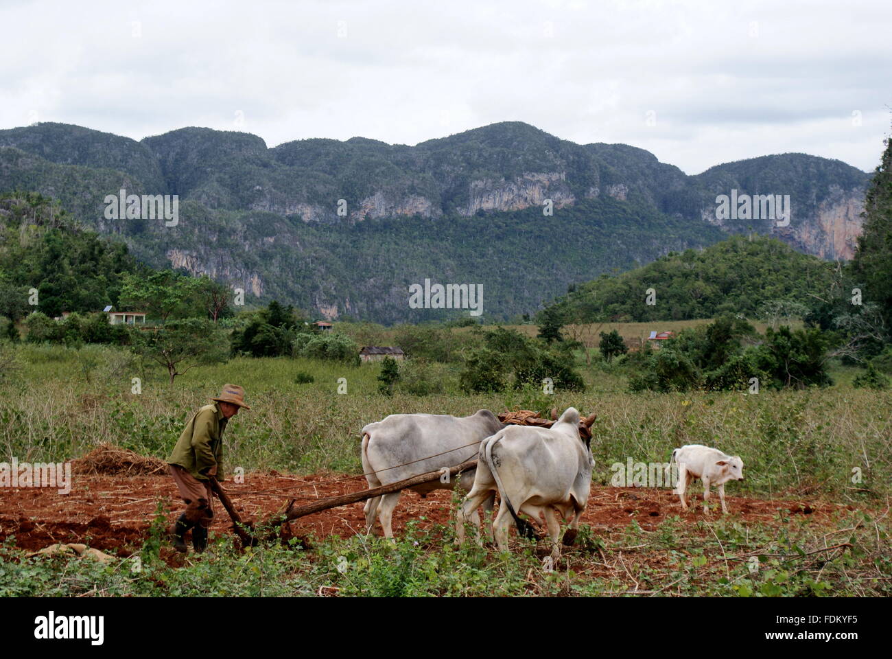 Bauer, der pflügt ein Feld mit Ochsen, Vinales, Kuba Stockfoto