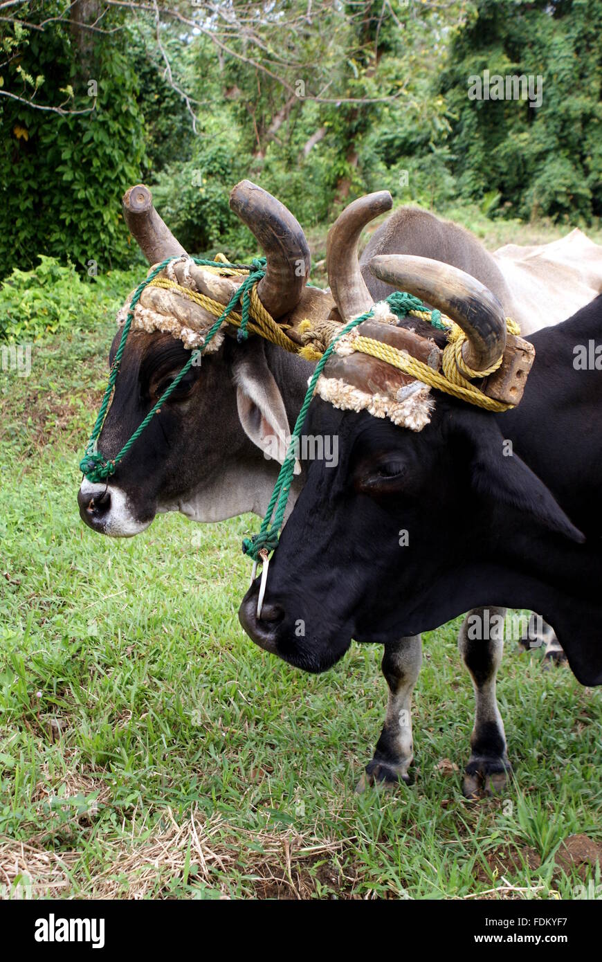 Joch ochse Fotos und Bildmaterial in hoher Auflösung Alamy