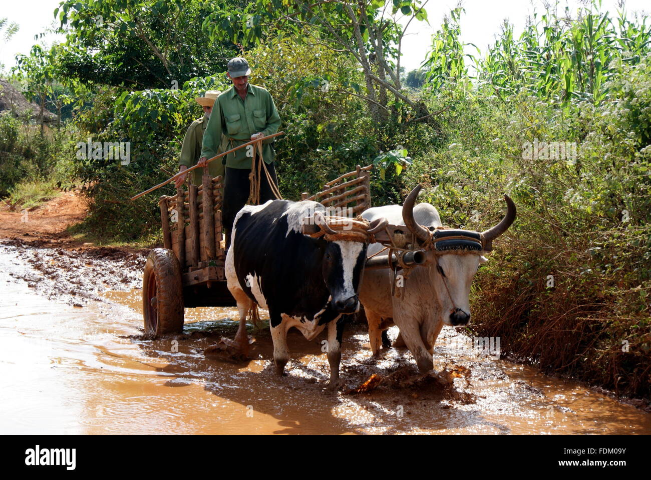 Ochsen ziehen einen Karren entlang einer schlammigen Gasse, Vinales, Kuba Stockfoto