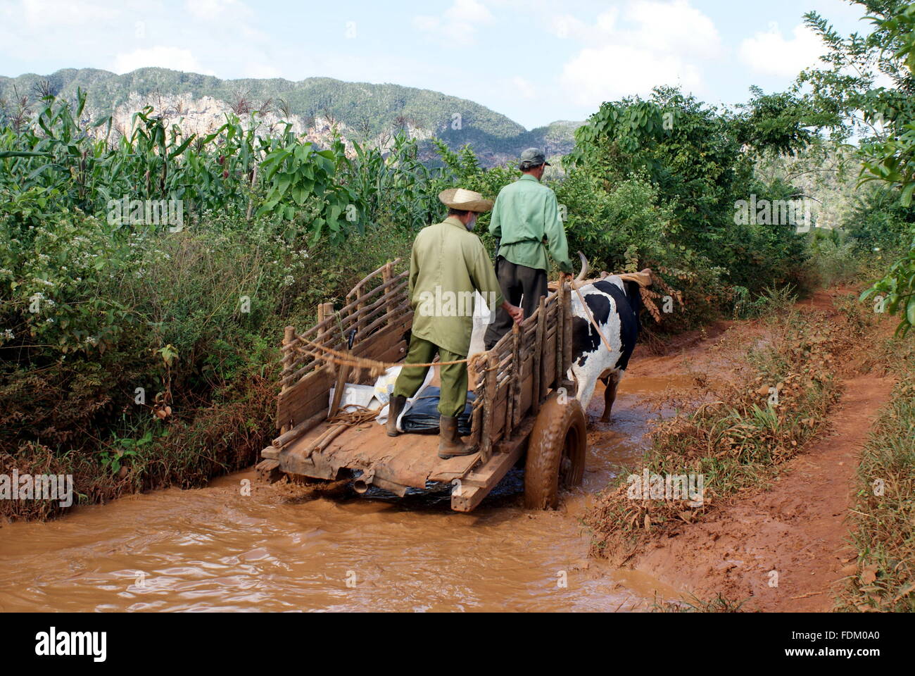 Ochsen ziehen einen Karren entlang einer schlammigen Gasse, Vinales, Kuba Stockfoto