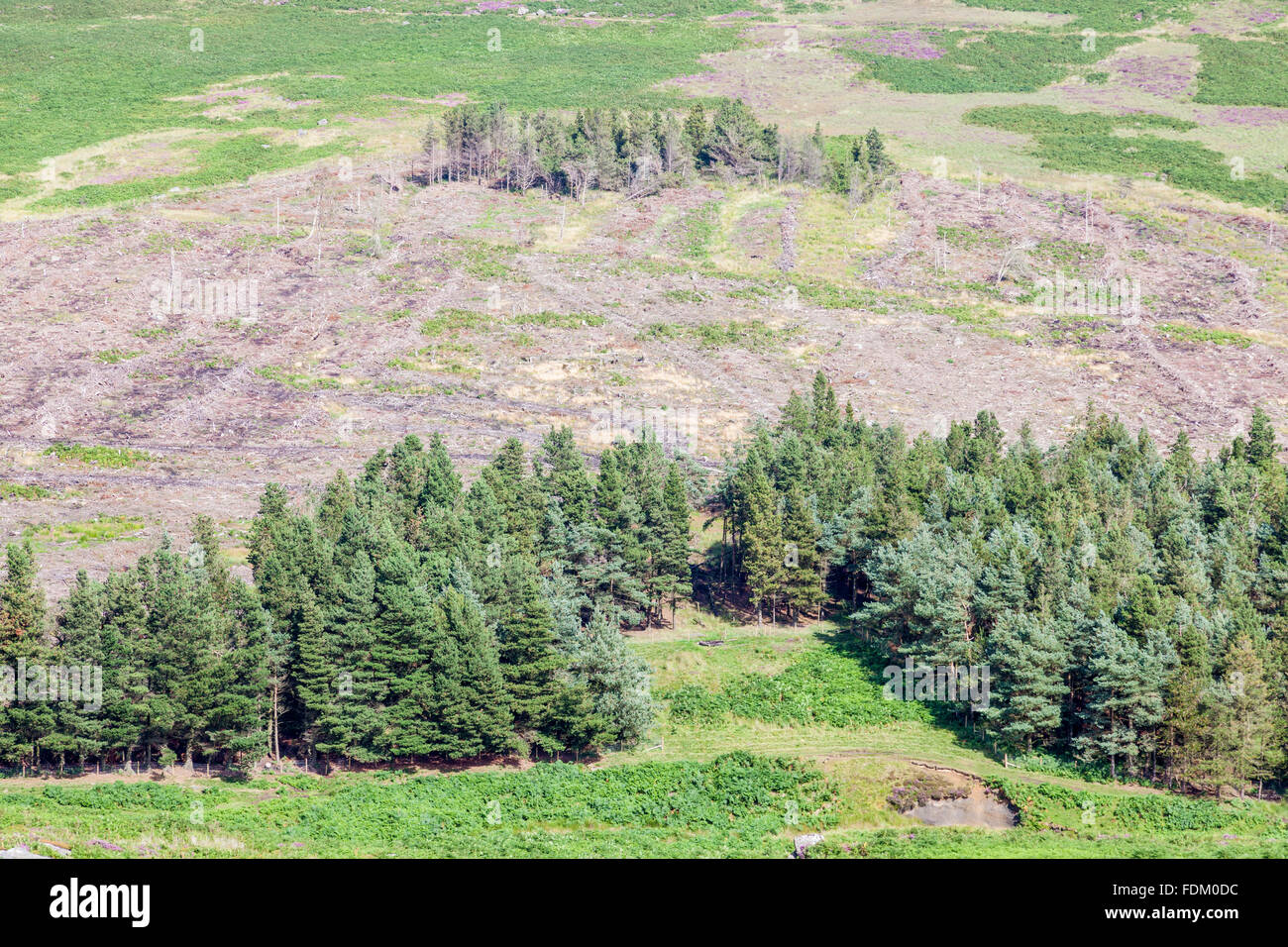 Woodland Spiel. Sicht auf das Land, die nach clearing Bäume auf Hathersage Moor, Yorkshire, England, Großbritannien Stockfoto