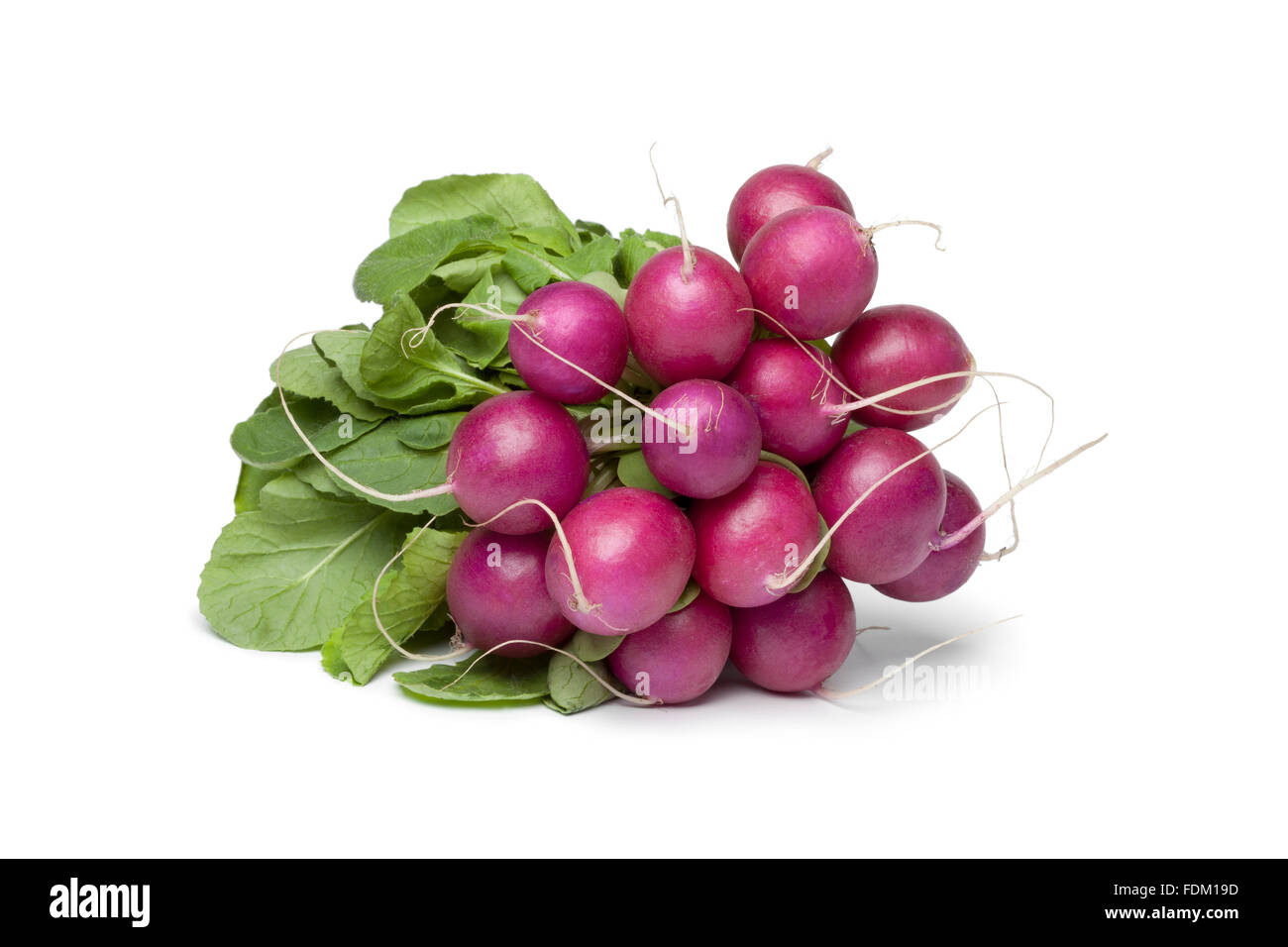 Reihe von frischen Lila Rettich auf weißem Hintergrund Stockfoto