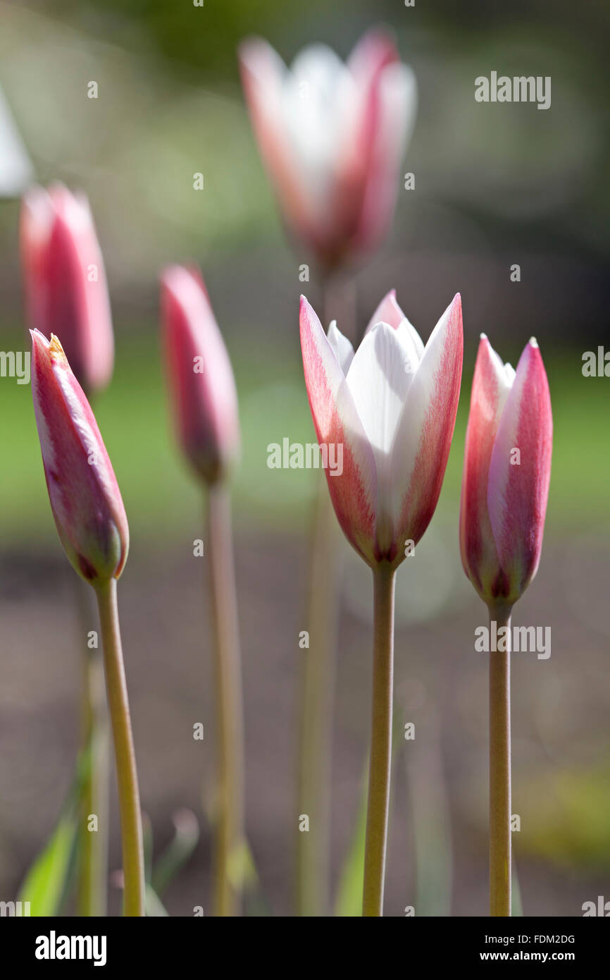 Rosa Tulipa Sylvestris im freien Stockfoto